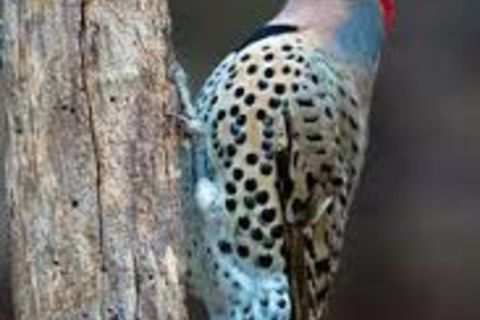 SPARROWSONG AND FLICKER