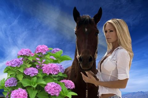 DARK HORSE ARISES