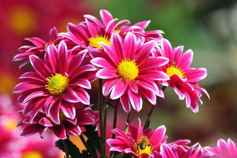 A Flower