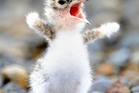 &quot; YOU, GROWN-UP,S !?&quot; X
