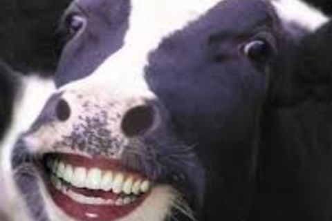 a cows life?