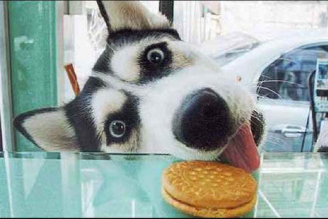 &quot; I,LL RISK IT, FOR A BISCUIT !?&quot;X