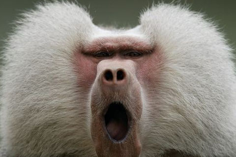 A Filthy Rich Baboon