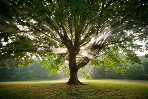 Talking To The Trees 