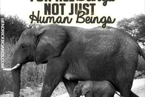 THERE`S AN ELEPHANT IN THE GARDEN