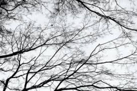 Lingering Winter