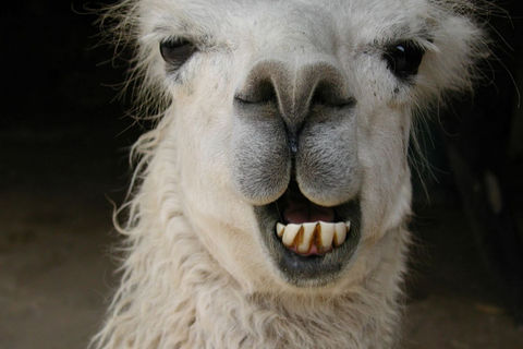 Have You Hugged A Llama Today?