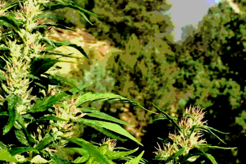The Emerald Triangle 