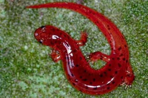 Red Salamander