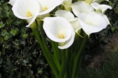 A Passion Dream of the Flower