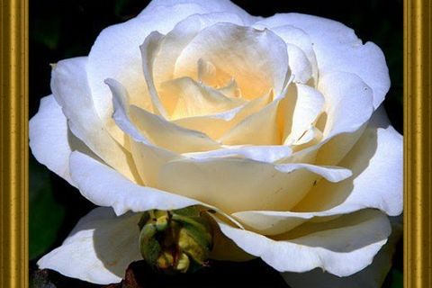 GOD IS LOVE DO WE UNDERSTAND?