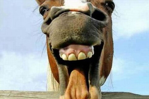 A Horsey Type Grin