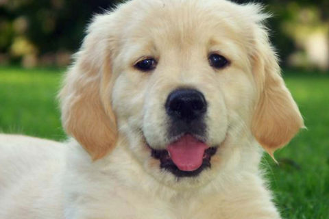 Golden Retrievers