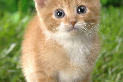 Miss Kitty