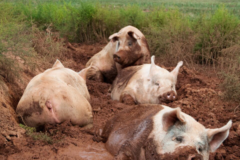 The Pig