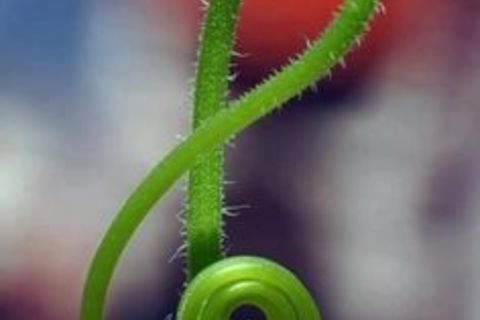 Nature`s Music