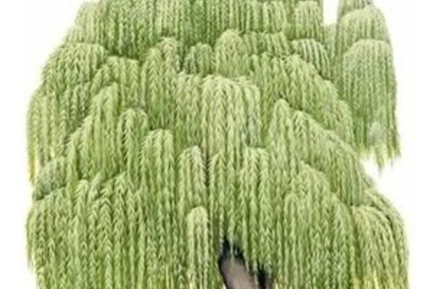 Willow Tree