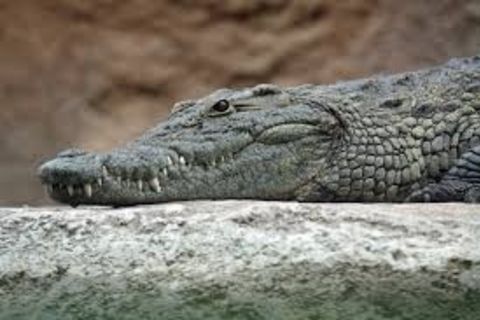 My Crocodile boots