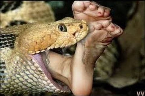 The Python 