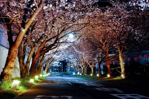 Resolute Street