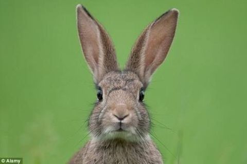  Where are you my rabbit? 