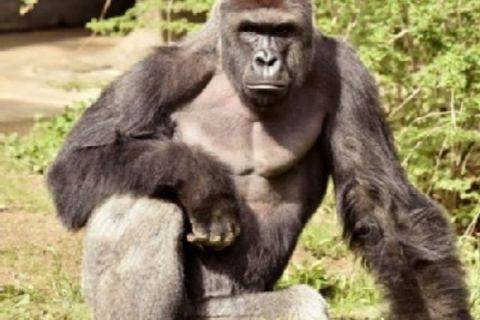 Tears For Harambe