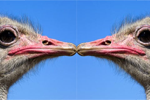 Ever Seen Two Ostriches Kissing?