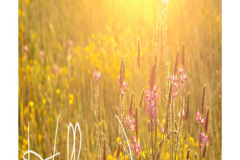 JUNE BLISS: DAY 2 POET WILLY WRITES, I AM NOT A HUMAN