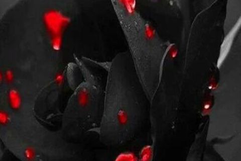 A beautiful rose 