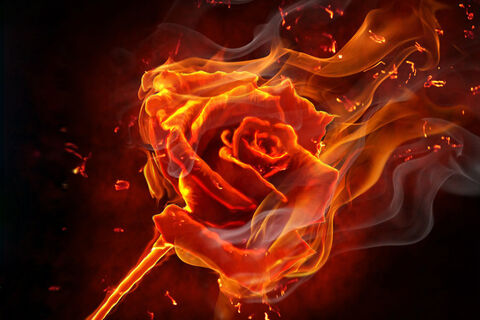 My Enflamed Rose