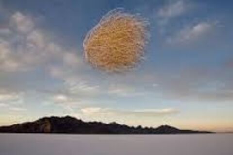 Life as a tumbleweed