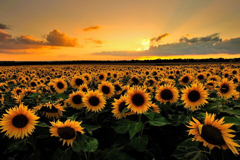 Sunflowers Growing