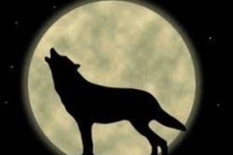 Dog moon bark 