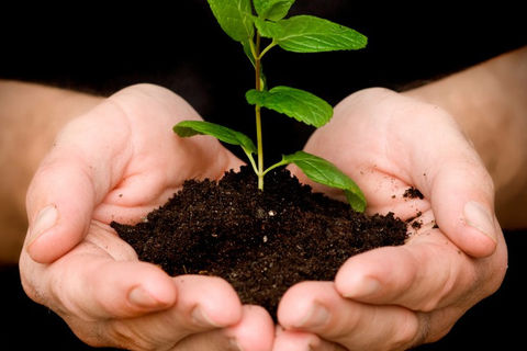 Each Generation Plants A Tree