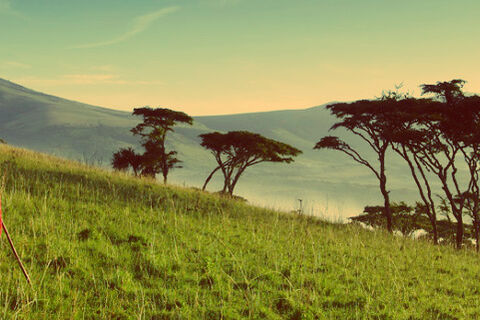 Jambo Africa