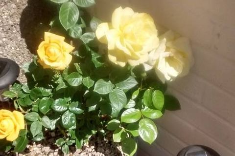 YOUR YELLOW ROSE