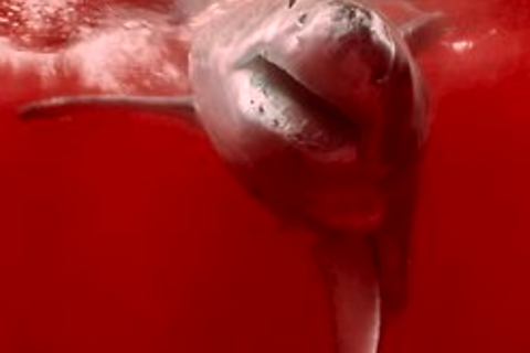 The World Red 