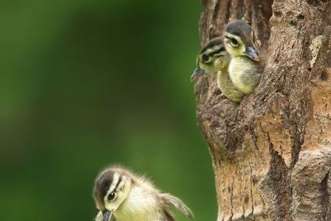 Nest Break