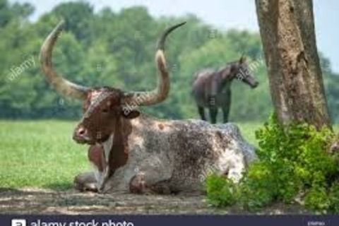 Mustangs and Mavericks.