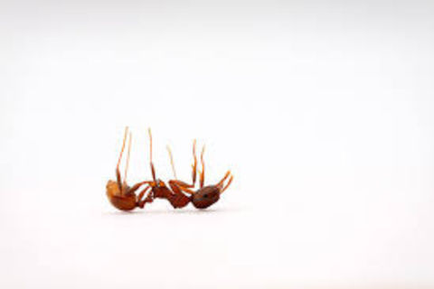 I Saw A Dead Insect Today