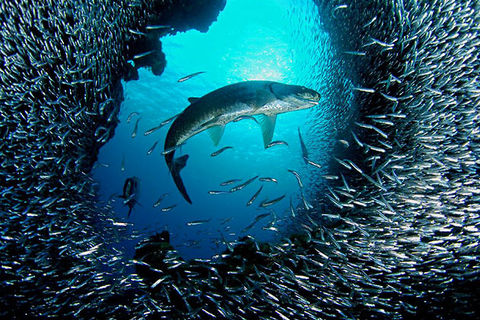 A small Fish in a Big Ocean