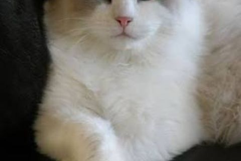 Ode to the domestic feline 