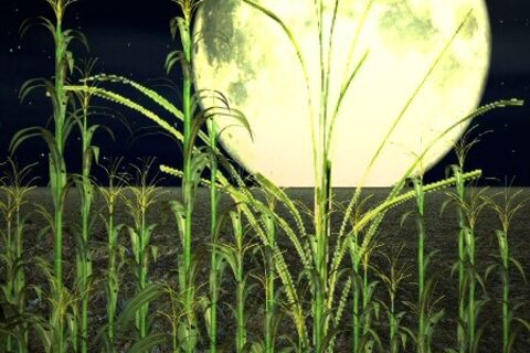 UNDER THE GREEN CORN MOON 