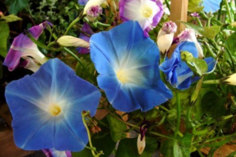 Morning Glory Awake 
