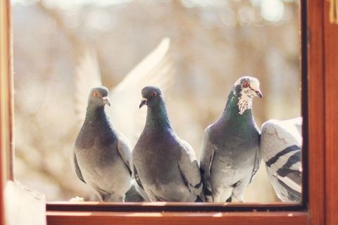 Birds at My Window