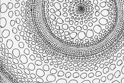 The Bubble