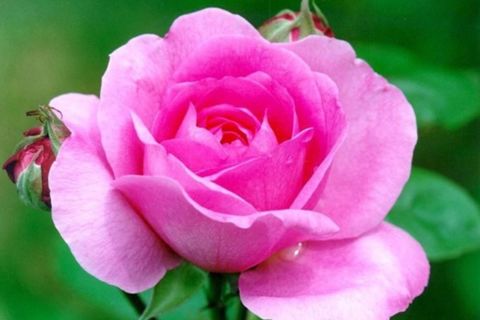 The sweetest of love