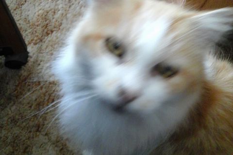 Old Sam