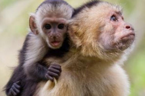 Primates