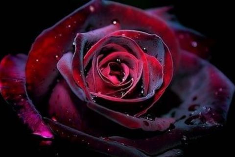 Rose Crimson